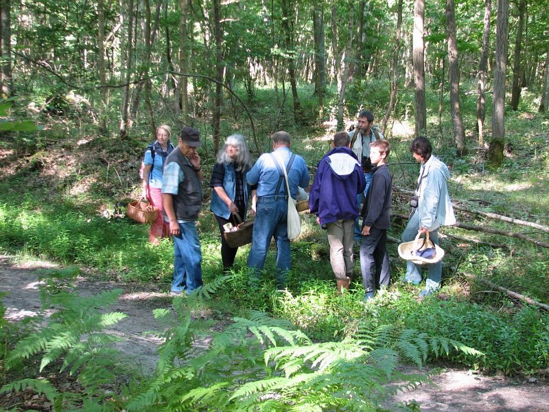 2009 07 Myco Gros taillis 03